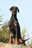 DOBERMANN 645